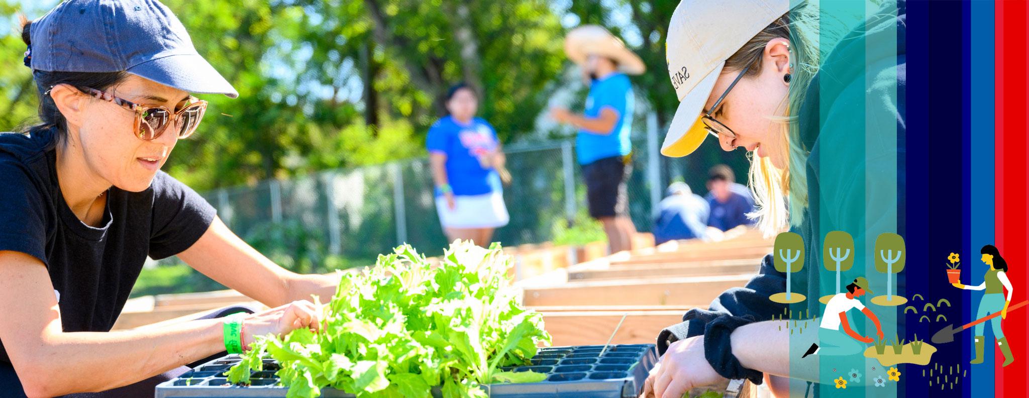 Students gardening